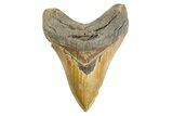 Serrated, Fossil Megalodon Tooth - North Carolina #346328-1
